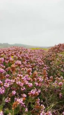 İspanya 'nın Asturias kentindeki dramatik Bufones de Pra hava deliklerini çevreleyen yemyeşil çimenler ve renkli kır çiçekleri kıyılardaki kayalara vuran dalgalarla birlikte..