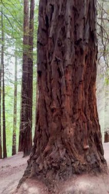 İspanya, Cantabria 'daki Cabezn Dağı Doğal Anıtı. Yüksek sekoya ağaçları görkemli ve sakin bir orman manzarası yaratıyor..
