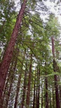 İspanya, Cantabria 'daki Cabezn Dağı Doğal Anıtı. Yüksek sekoya ağaçları görkemli ve sakin bir orman manzarası yaratıyor..