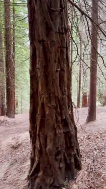 İspanya, Cantabria 'daki Cabezn Dağı Doğal Anıtı. Yüksek sekoya ağaçları görkemli ve sakin bir orman manzarası yaratıyor..
