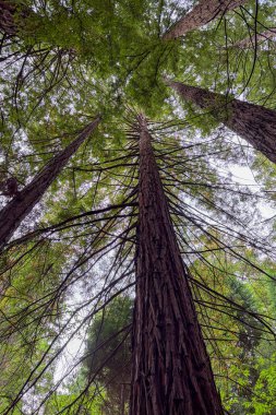 İspanya, Cantabria 'daki Cabezn Dağı Doğal Anıtı. Yüksek sekoya ağaçları görkemli ve sakin bir orman manzarası yaratıyor..