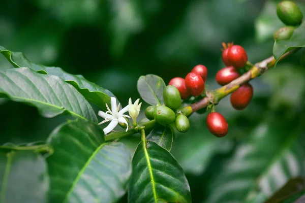 coffee flowers blossom, green and red ripe berries on green tree branch