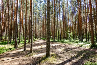 Uzun eski ağaçlar arka planda herdem yeşil ilkel orman mavi gökyüzünde görünümünü.