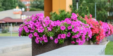 Açık havada güzel çiçekler. Tasarımcı hasır sepet şehrin sokaklarında arka plan üzerinde.