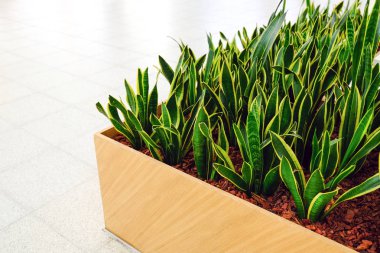 Taze yeşil bitkiler vazolar içinde. Alışveriş merkezinin arka plan dekoratif yeşilliklerle. Dekoratif peyzaj.