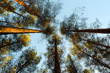Güneş ışınları Parlatıcı ormandaki ağaçların arasından. Alt görünümü, gökyüzü