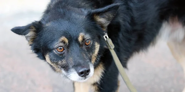 Perro Mestizo Perro Tiene Que Tener Pedigrí Limpio Para Ser —  Fotos de Stock