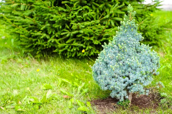 Juniper Bush Close Achtergrond Met Takken Van Juniper Bomen Groeien — Stockfoto