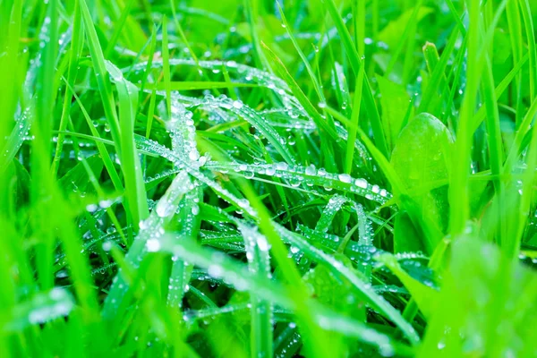 Auf Dem Grastaub Hintergrund Von Grünem Frischem Gras Mit Tau — Stockfoto