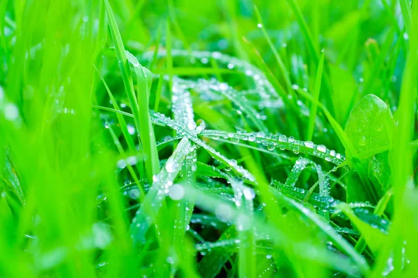 Auf Dem Grastaub Hintergrund Von Grünem Frischem Gras Mit Tau — Stockfoto