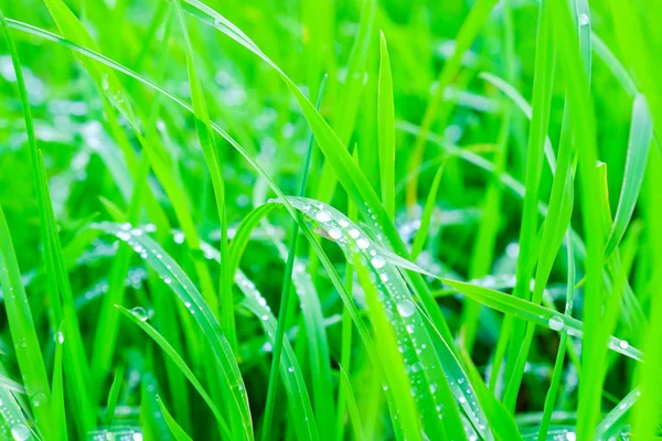 Auf Dem Grastaub Hintergrund Von Grünem Frischem Gras Mit Tau — Stockfoto