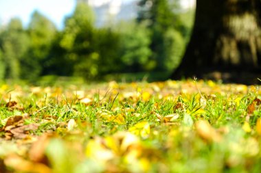 düşen sarı yapraklar. Havadaki düşmüş yaprakları rüzgar alır