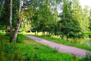 Ormanda yol. Orman iz geç yaz aylarında. Rahat ve sessiz Park.