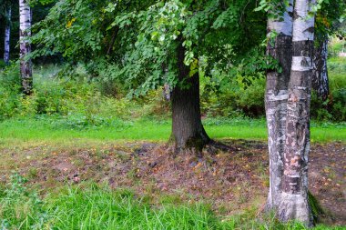 Ormanda yol. Orman iz geç yaz aylarında. Rahat ve sessiz Park.