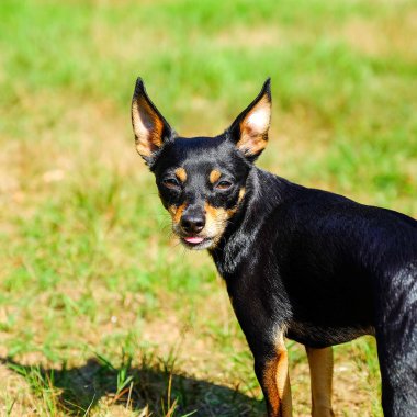 Minyatür Pinscher'ın bahçesinde çimenlerin üzerinde duruyor. Bir topla oynamayı. Mesafe içine görünüyor.