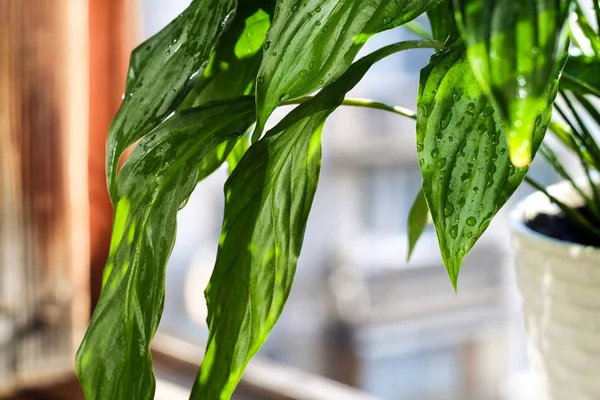 緑の花 葉の上の水滴と観葉植物 — ストック写真