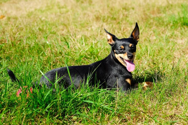 Pies Leży Trawie Jego Język Wychodzić Ten Miniatura Pinscher — Zdjęcie stockowe