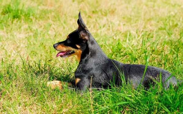 Pes Leží Trávě Jeho Jazyk Visí Člen Určitý Miniatura Pinscher — Stock fotografie