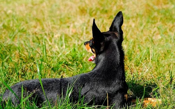 Pes Leží Trávě Člen Určitý Miniatura Pinscher Mini Dobrman — Stock fotografie