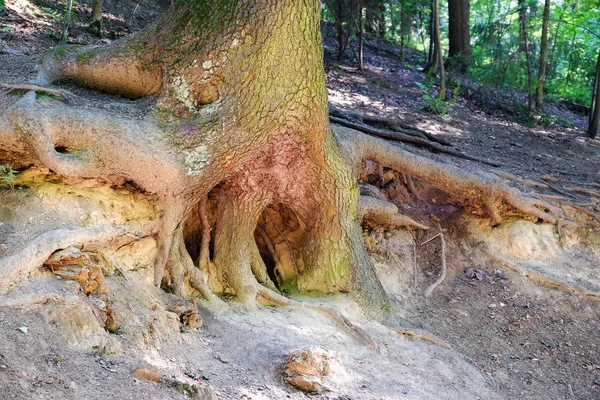 Baumwurzeln Ragen Aus Dem Boden Baumreihen Park Deren Wurzeln Aus — Stockfoto