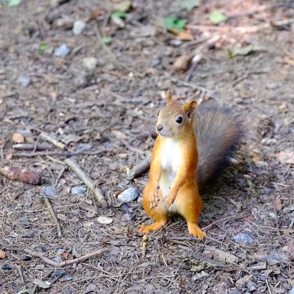 Eichhörnchen Auf Dem Boden Sitzend Steht Auf Seinen Hinterbeinen Rotbuschiger — Stockfoto