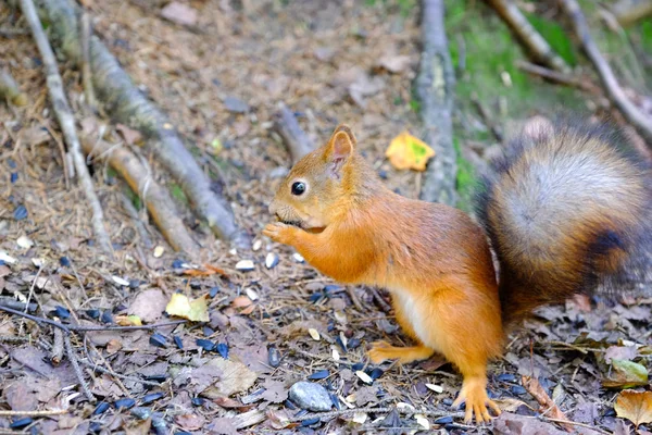 Wiewiórka Siedzi Ziemi Gryzie Nasion Posiada Przednie Łapy Czerwony Krzaczasty — Zdjęcie stockowe