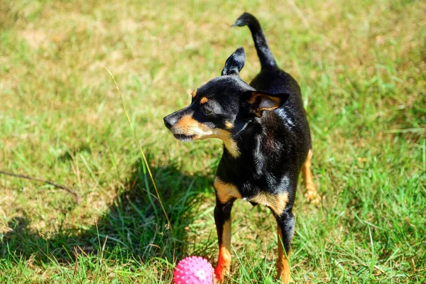 Miniatura Pinscher Stojí Trávě Trávníku Hra Míčem Pohledy Dálky — Stock fotografie