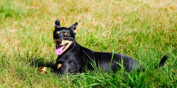Pies Leży Trawie Jego Język Wychodzić Ten Miniatura Pinscher — Zdjęcie stockowe