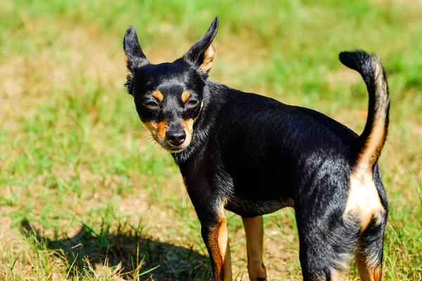 Miniature Pinscher Stands Grass Lawn Playing Ball Looks Distance Stock Photo