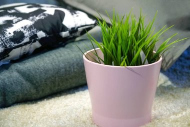 Pembe seramik tencerede yeşil bitki iç tasarımı. Yanındaki renkli yastıklar.