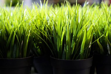 Taze yeşil bitkiler vazolar içinde. Asma üzüm. Yapay yeşil kafe arka plan üzerinde. Dekoratif peyzaj.
