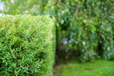 Genç bir ağaç dalı, yeşil yaprakları. Rüzgarda sallanan. Yaz. Park alanı. Çim mowed.