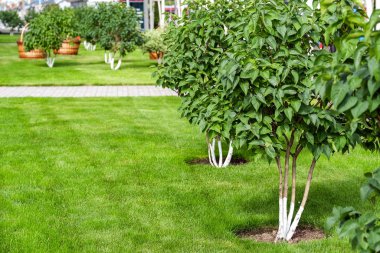 Genç bir ağaç dalı, yeşil yaprakları. Rüzgarda sallanan. Yaz. Park alanı. Çim mowed.