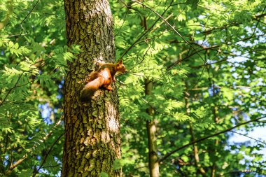 Kızıl sincap bir ağaç gövde üzerinde oturuyor. Arka planda, ağaçların güneş tarafından aydınlatılmış. Yazın hava