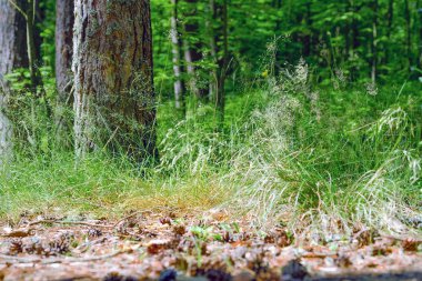 Uzun eski ağaçlar arka planda herdem yeşil ilkel orman mavi gökyüzünde görünümünü.