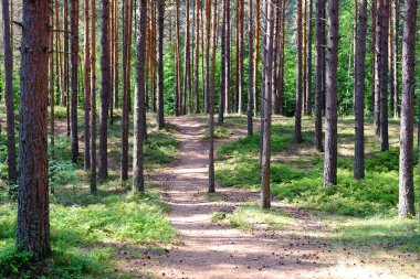 Uzun eski ağaçlar arka planda herdem yeşil ilkel orman mavi gökyüzünde görünümünü.