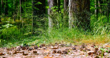 Uzun eski ağaçlar arka planda herdem yeşil ilkel orman mavi gökyüzünde görünümünü.
