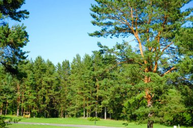 Uzun eski ağaçlar arka planda herdem yeşil ilkel orman mavi gökyüzünde görünümünü.
