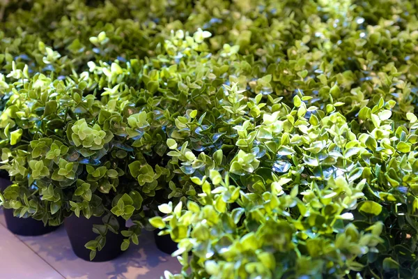 Plante Verzi Proaspete Vase Agăţat Viţă Vie Verdeață Artificială Fundalul — Fotografie, imagine de stoc