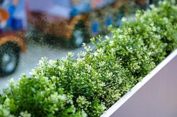Čerstvé Zelené Rostliny Vázy Předsazení Vinice Umělá Zeleň Pozadí Kavárně — Stock fotografie