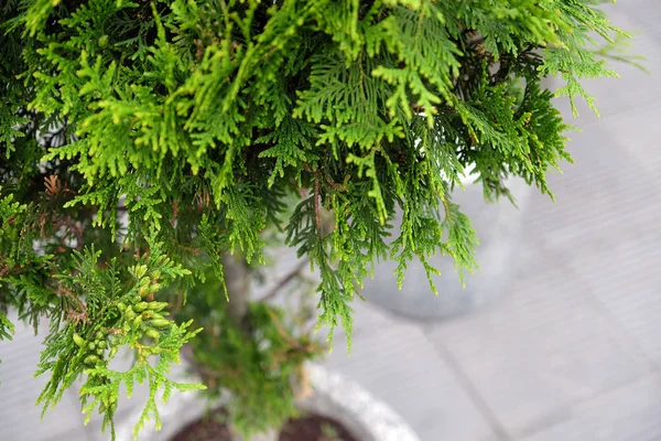 Landschappelijk Bij Het Winkelcentrum Struiken Bomen Gras Ontwerper Modelleren Van — Stockfoto