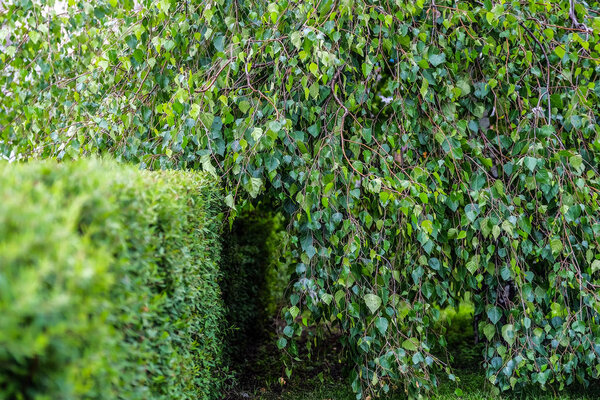 A branch of a young tree, green leaves. Swaying in the wind. Summer. Park area. Mowed lawns.