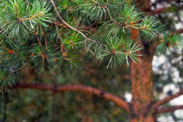 Naaldboom Dennenappel Pijnboomtakken Wazig Achtergrond Bokeh — Stockfoto