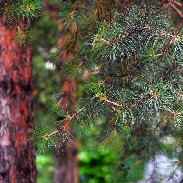 Pine tree and pine cone. Pine branches blurred background. Bokeh