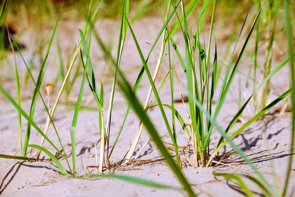 Beach Sand Dunes Grass Marram Soft Evening Sunset Light Summer — Stock Photo, Image