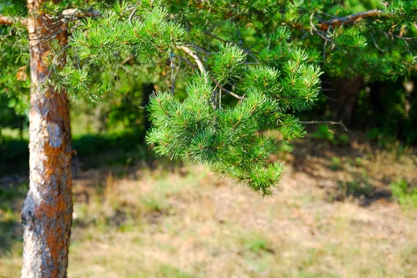 View Tall Old Trees Evergreen Primeval Forest Blue Sky Background — Stock Photo, Image