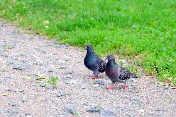Two gray doves go to each other on the sidewalk along the fence. Color image of two gray pigeons on asphalt. Work with two pigeons on a city background. The grass of the lawn.