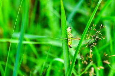 Güzel pembe yonca ve bumblebee parkta. Karşı yeşil çimen.