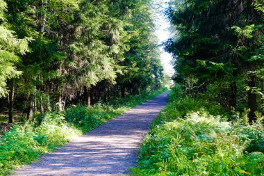 Uzun eski ağaçlar arka planda herdem yeşil ilkel orman mavi gökyüzünde görünümünü.