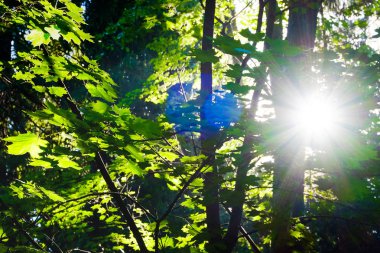 Uzun eski ağaçlar arka planda herdem yeşil ilkel orman mavi gökyüzünde görünümünü.